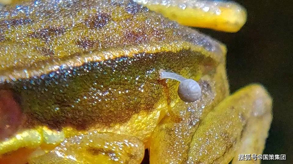 印度的一只青蛙里面长出了蘑菇。研究人员从未见过类似的东西
