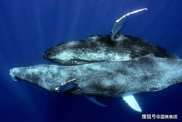 两条座头鲸历史上首次被拍到做爱——而且它们都是雄性