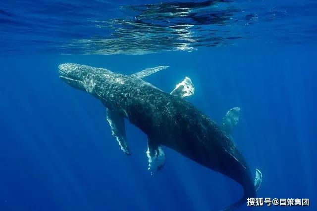 两条座头鲸历史上首次被拍到做爱——而且它们都是雄性